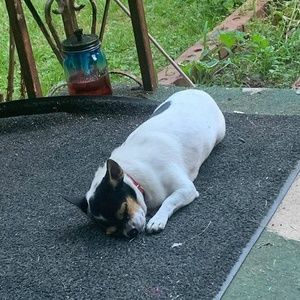 Meet your Posher, George